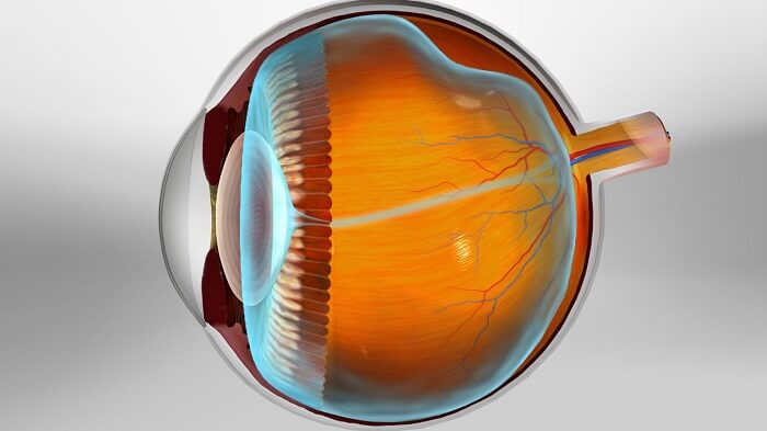 O vítreo, também conhecido por humor vítreo, é um tipo de gel firme que preenche o olho por dentro e está colado à retina